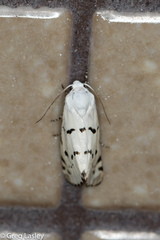 Grotella binda