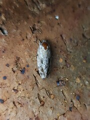 Agriophara confertella