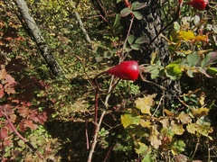 Rosa pendulina