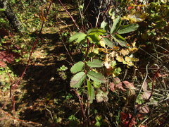 Rosa pendulina