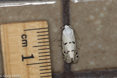 Grotella binda
