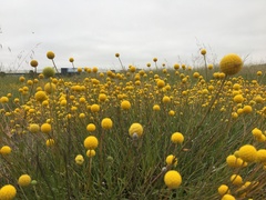Pycnosorus chrysanthus