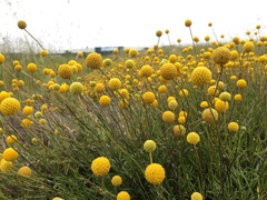 Pycnosorus chrysanthus
