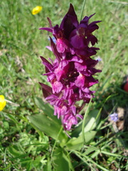 Orchis mascula