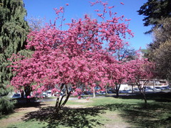 Crataegus persimilis