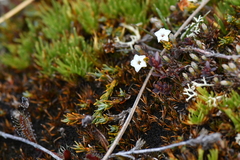 Dracophyllum prostratum