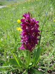 Orchis mascula