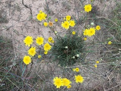 Podolepis linearifolia