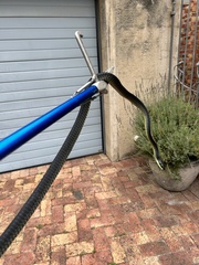 Dispholidus typus typus