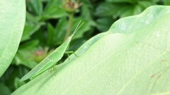 Atractomorpha similis