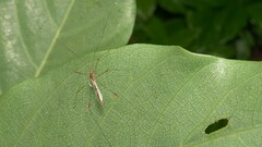 Pneustocerus gravelyi