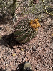 Ferocactus
