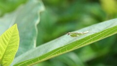 Odontomantis