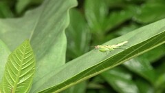 Odontomantis