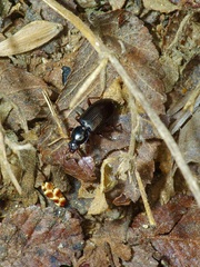 Agonum punctiforme