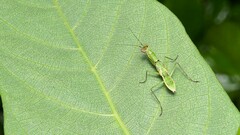 Odontomantis