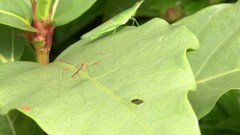 Pneustocerus gravelyi