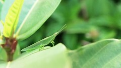 Atractomorpha similis