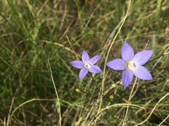 Wahlenbergia luteola