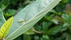 Odontomantis