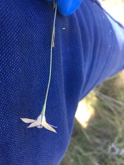 Wahlenbergia luteola