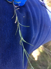 Wahlenbergia luteola