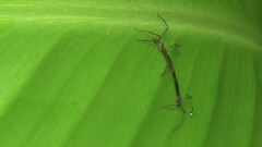 Styringomyia