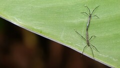 Styringomyia