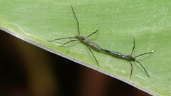 Styringomyia