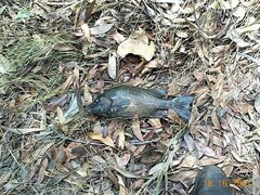 Hephaestus fuliginosus