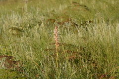 Satyrium longicauda longicauda