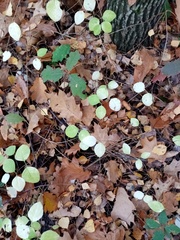 Lonicera caprifolium