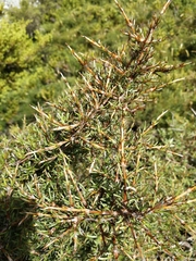 Coprosma rugosa