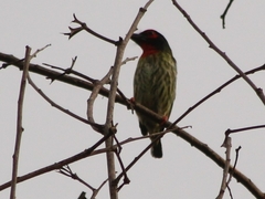 Psilopogon haemacephalus roseus