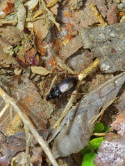 Agonum punctiforme