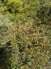 Coprosma rugosa