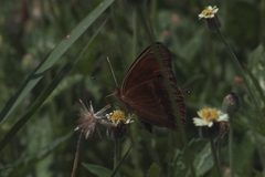 Junonia neildi varia