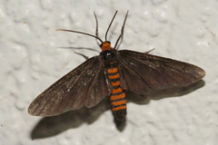 Amata bicolor