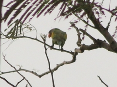 Psittacula alexandri