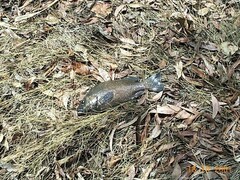 Hephaestus fuliginosus