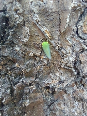 Batracomorphus