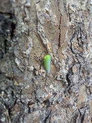 Batracomorphus