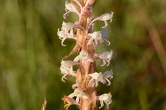Satyrium longicauda longicauda