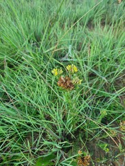 Leobordea corymbosa