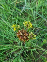 Leobordea corymbosa