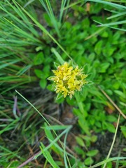 Leobordea corymbosa