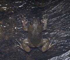 Jog's Night Frog photo 2