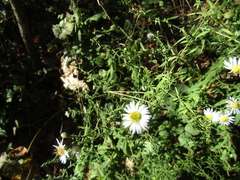 Symphyotrichum × versicolor