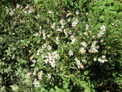 Symphyotrichum × versicolor