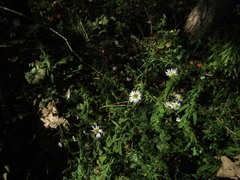 Symphyotrichum × versicolor